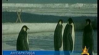 Пингвини-каратисти