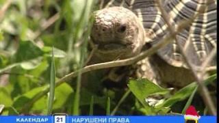 Тормоз над костенурки?