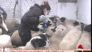 Животни под стрес