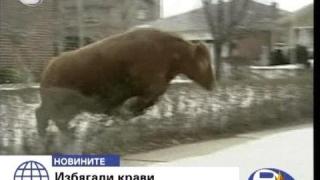 Крави бегълки