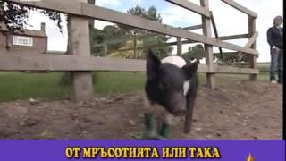 Прасе - чистофайник