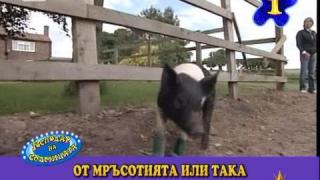 Господар на седмицата - 31/ 2008