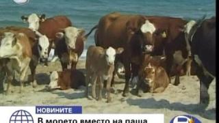 Крави на море