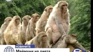 Маймуни на диета
