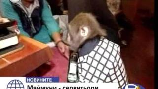 Сервитьори маймуни
