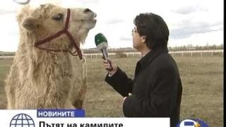 Тежката съдба на камилата