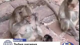 Маймунските зъби