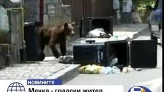 Мечка в града