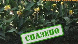 Зелени площи 2