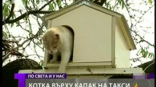 Кацнал на едно дърво