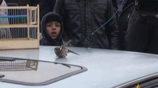 Незаконен пазар за птици 5