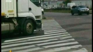 Зебра