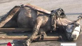 Насилие върху животни