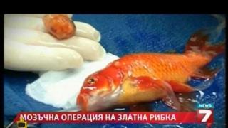 Златна рибка претърпя операция