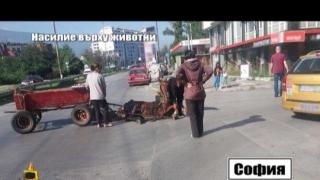 Поредна жестокост към животни