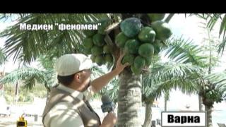 Медиен &quot;феномен&quot; - какво вещаят пластмасовите палми