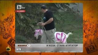 Коза-политически агитатор?!