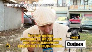 Институции нехаят за животно в беда