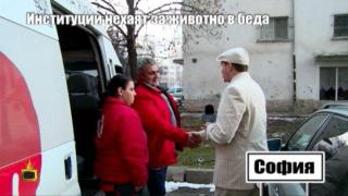 Институции нехаят за животно в беда - 2