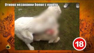 Поредна човешка жестокост - свиреп бой с кучета
