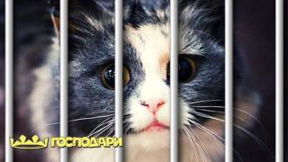 И животните чувстват болка, да спрем насилието над тях!