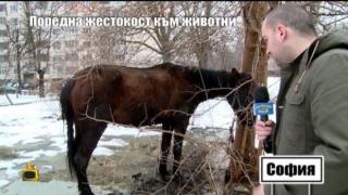 Боби Ваклинов в пряк сблъсък с насилници над животни
