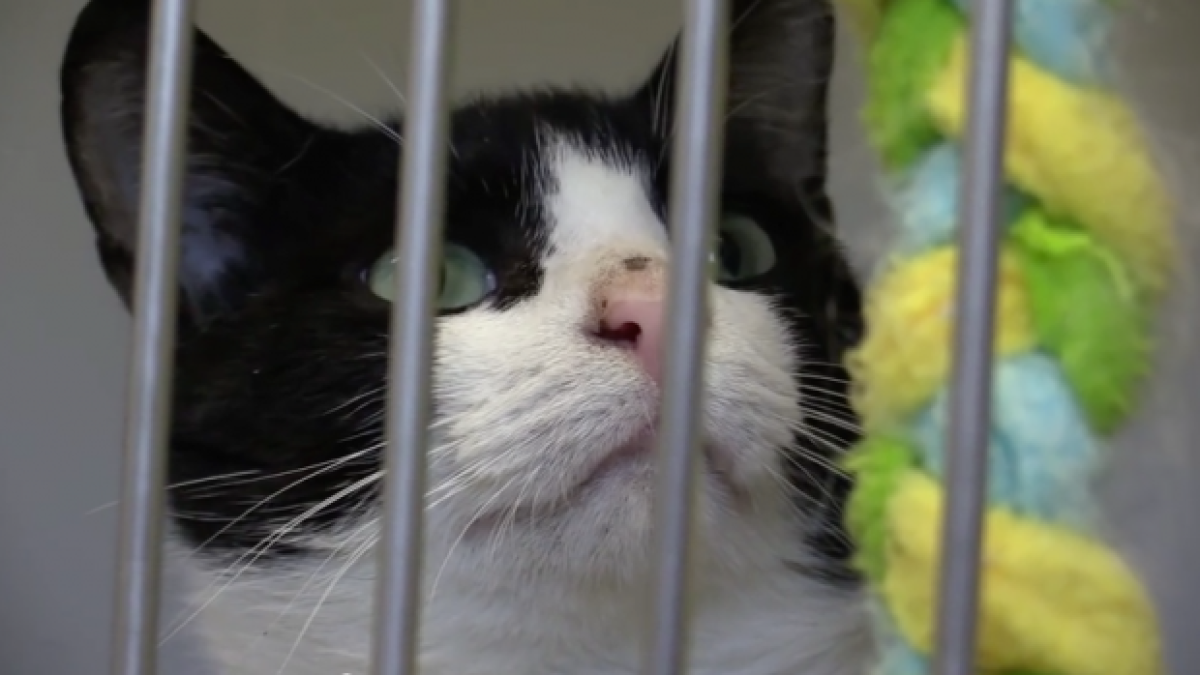 4Paws Rescue Team помагат от години на котки в беда