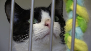4Paws Rescue Team помагат от години на котки в беда