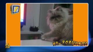 НА РОЯЦИ.КОМ - Пакости от малки, големи и...една котка