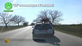 Ново видео с жестокост към животно