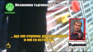 Незаконна търговия с диви птици