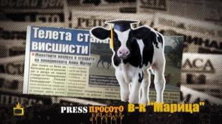 Теленце с диплома или теленце с картофи?