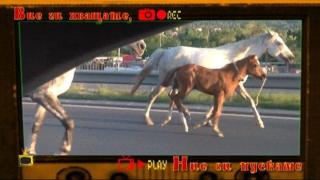 Коне се разхождат на Околовръстното в София