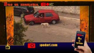 Най-мързеливото разхождане на куче