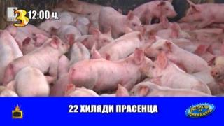 Прасета внасят смут из медиите