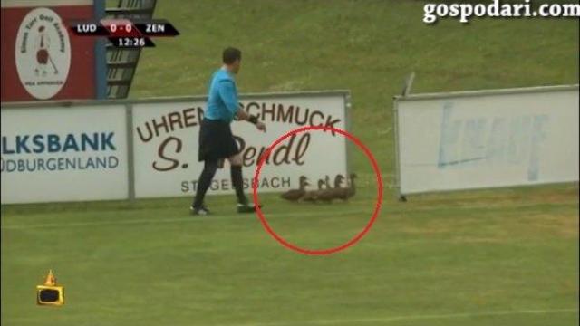 ИзСпортен свят: Патици, ритници и гол от центъра