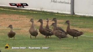 Патици и футболисти играят футбол заедно