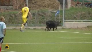 Свинщина по сръбските стадиони