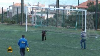 Коза влиза на терена да играе футбол