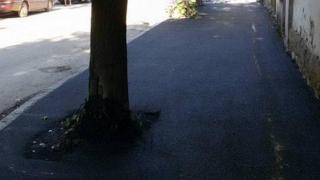 Асфалтират дървета в Монтана