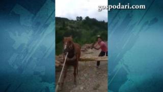 Шокиращи кадри с брутално насилие над кон (ВИДЕО)