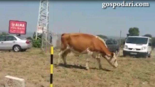 Крави посрещат туристите в Слънчев бряг (ВИДЕО)