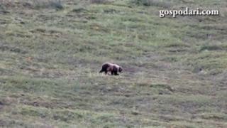 Мечка се търкаля по склон (ВИДЕО)