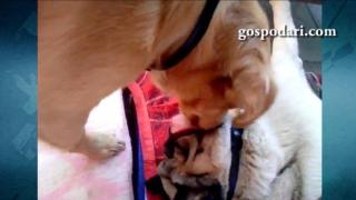 Куче спи с отворени очи, друго куче го събужда с целувка (ВИДЕО)