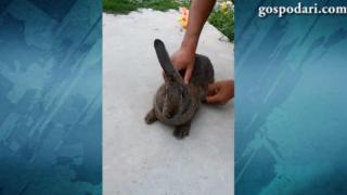 Уникално: Заек с едно ухо (ВИДЕО)