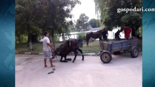 Безгранична жестокост: Малтретират коне на състезание (ВИДЕО)