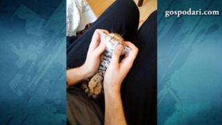Котка релаксира като Мастър Йода (ВИДЕО)