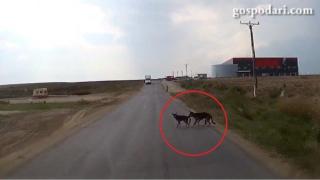 Куче спасява друго куче от удар на пътя (ВИДЕО)