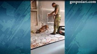 Мъж бие шамар на куче и го рита на улицата (ВИДЕО)