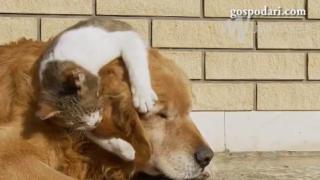 Нахално коте не дава на куче да спи (ВИДЕО)